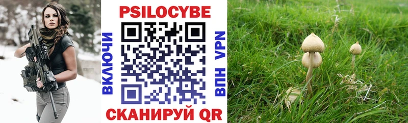 закладка  Апатиты  Галлюциногенные грибы Psilocybe 